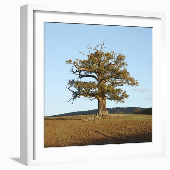 English Oak (Quercus Robur) Standing Solitary in a Field in Winter. Surrey, UK, November-Mark Taylor-Framed Photographic Print