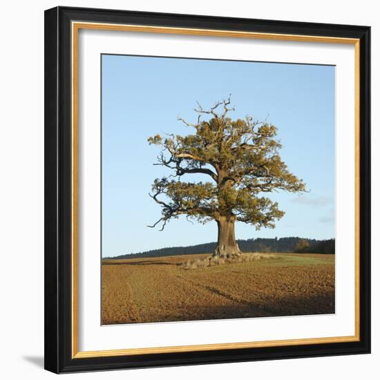 English Oak (Quercus Robur) Standing Solitary in a Field in Winter. Surrey, UK, November-Mark Taylor-Framed Photographic Print