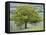 English Oak (Quercus Robur)-Adrian Bicker-Framed Premier Image Canvas