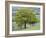 English Oak (Quercus Robur)-Adrian Bicker-Framed Photographic Print