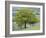 English Oak (Quercus Robur)-Adrian Bicker-Framed Photographic Print