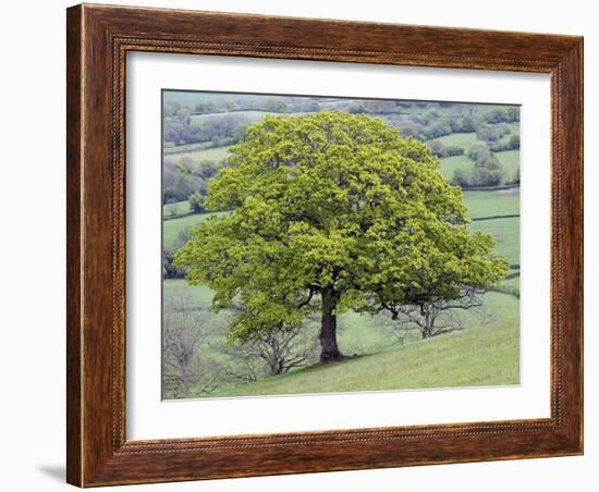 English Oak (Quercus Robur)-Adrian Bicker-Framed Photographic Print