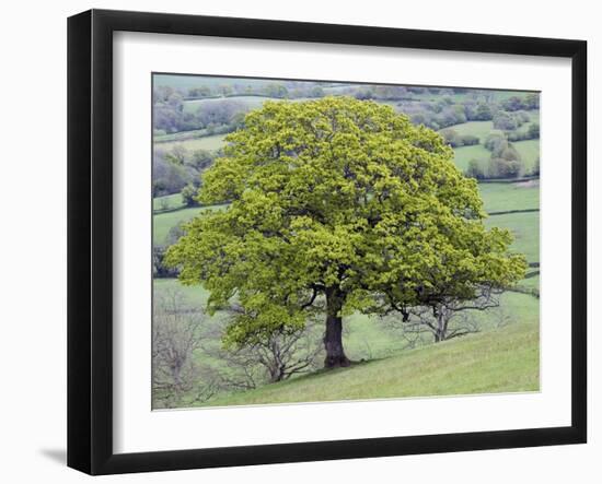 English Oak (Quercus Robur)-Adrian Bicker-Framed Photographic Print