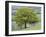 English Oak (Quercus Robur)-Adrian Bicker-Framed Photographic Print