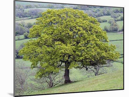 English Oak (Quercus Robur)-Adrian Bicker-Mounted Photographic Print