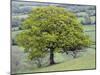 English Oak (Quercus Robur)-Adrian Bicker-Mounted Photographic Print