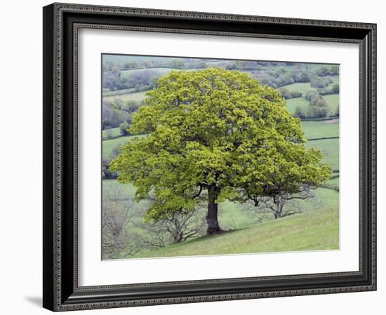English Oak (Quercus Robur)-Adrian Bicker-Framed Photographic Print
