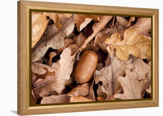 English Oak Tree Acorn and Fallen Leaves in Autumn, Beacon Hill Country Park, Leicestershire, UK-Ross Hoddinott-Framed Premier Image Canvas