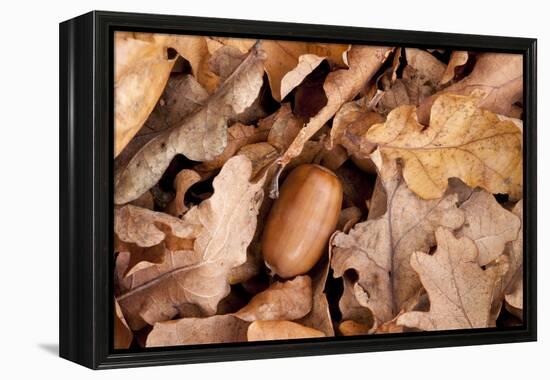 English Oak Tree Acorn and Fallen Leaves in Autumn, Beacon Hill Country Park, Leicestershire, UK-Ross Hoddinott-Framed Premier Image Canvas