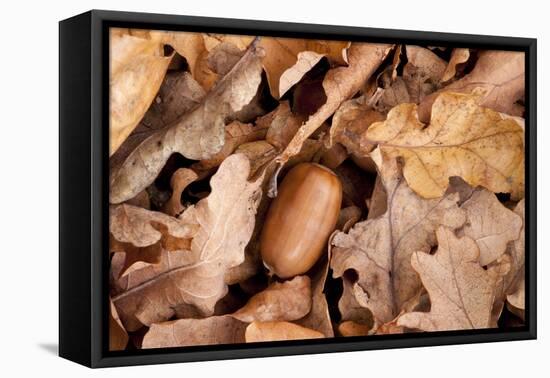 English Oak Tree Acorn and Fallen Leaves in Autumn, Beacon Hill Country Park, Leicestershire, UK-Ross Hoddinott-Framed Premier Image Canvas