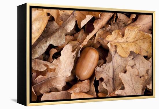English Oak Tree Acorn and Fallen Leaves in Autumn, Beacon Hill Country Park, Leicestershire, UK-Ross Hoddinott-Framed Premier Image Canvas