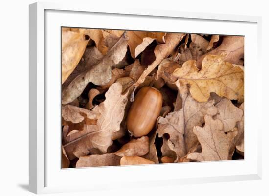 English Oak Tree Acorn and Fallen Leaves in Autumn, Beacon Hill Country Park, Leicestershire, UK-Ross Hoddinott-Framed Photographic Print