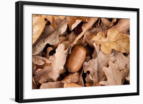 English Oak Tree Acorn and Fallen Leaves in Autumn, Beacon Hill Country Park, Leicestershire, UK-Ross Hoddinott-Framed Photographic Print