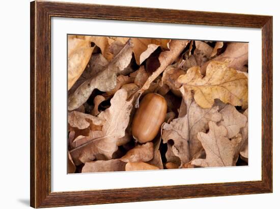 English Oak Tree Acorn and Fallen Leaves in Autumn, Beacon Hill Country Park, Leicestershire, UK-Ross Hoddinott-Framed Photographic Print