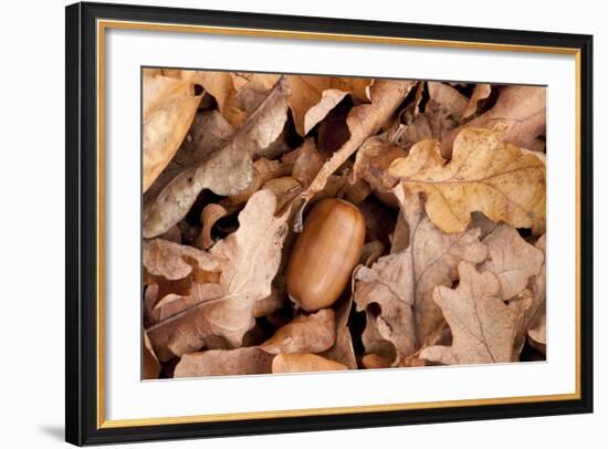 English Oak Tree Acorn and Fallen Leaves in Autumn, Beacon Hill Country Park, Leicestershire, UK-Ross Hoddinott-Framed Photographic Print