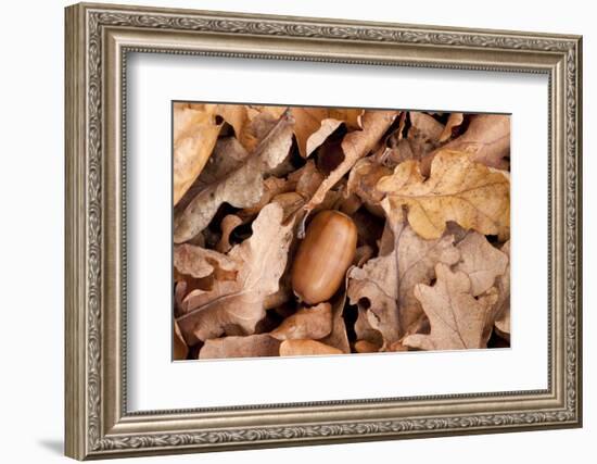 English Oak Tree Acorn and Fallen Leaves in Autumn, Beacon Hill Country Park, Leicestershire, UK-Ross Hoddinott-Framed Photographic Print