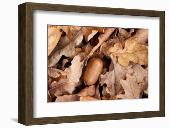 English Oak Tree Acorn and Fallen Leaves in Autumn, Beacon Hill Country Park, Leicestershire, UK-Ross Hoddinott-Framed Photographic Print