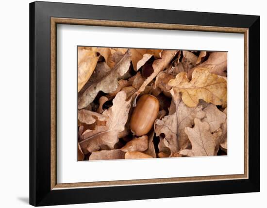 English Oak Tree Acorn and Fallen Leaves in Autumn, Beacon Hill Country Park, Leicestershire, UK-Ross Hoddinott-Framed Photographic Print