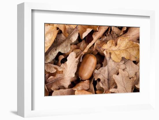 English Oak Tree Acorn and Fallen Leaves in Autumn, Beacon Hill Country Park, Leicestershire, UK-Ross Hoddinott-Framed Photographic Print