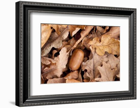 English Oak Tree Acorn and Fallen Leaves in Autumn, Beacon Hill Country Park, Leicestershire, UK-Ross Hoddinott-Framed Photographic Print