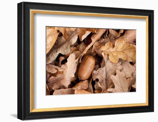 English Oak Tree Acorn and Fallen Leaves in Autumn, Beacon Hill Country Park, Leicestershire, UK-Ross Hoddinott-Framed Photographic Print