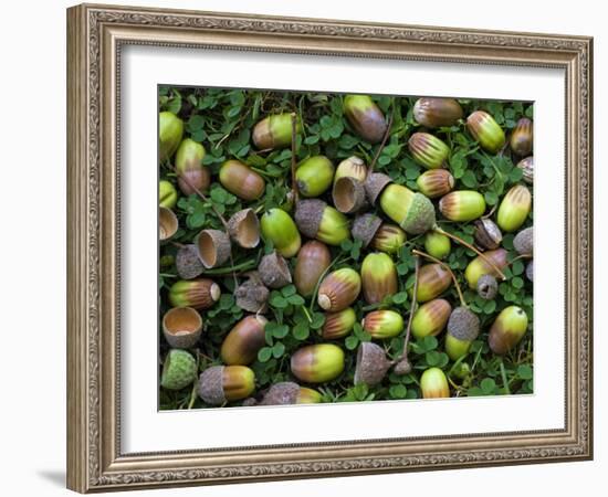 English Oak Tree Acorns on Forest Floor, Belgium-Philippe Clement-Framed Photographic Print