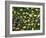 English Oak Tree Acorns on Forest Floor, Belgium-Philippe Clement-Framed Photographic Print