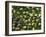 English Oak Tree Acorns on Forest Floor, Belgium-Philippe Clement-Framed Photographic Print