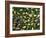 English Oak Tree Acorns on Forest Floor, Belgium-Philippe Clement-Framed Photographic Print