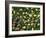 English Oak Tree Acorns on Forest Floor, Belgium-Philippe Clement-Framed Photographic Print