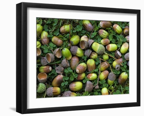 English Oak Tree Acorns on Forest Floor, Belgium-Philippe Clement-Framed Photographic Print