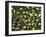 English Oak Tree Acorns on Forest Floor, Belgium-Philippe Clement-Framed Photographic Print