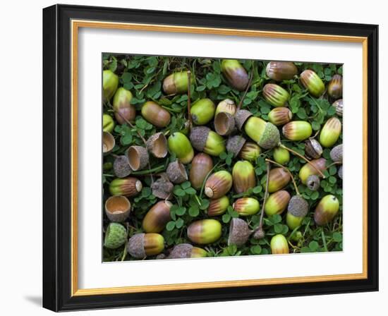 English Oak Tree Acorns on Forest Floor, Belgium-Philippe Clement-Framed Photographic Print