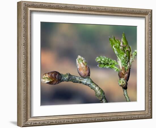 English Oak Tree Buds and New Leaves. Belgium-Philippe Clement-Framed Photographic Print