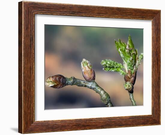 English Oak Tree Buds and New Leaves. Belgium-Philippe Clement-Framed Photographic Print