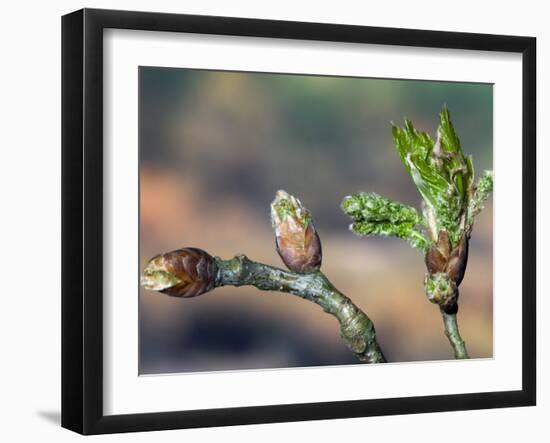 English Oak Tree Buds and New Leaves. Belgium-Philippe Clement-Framed Photographic Print