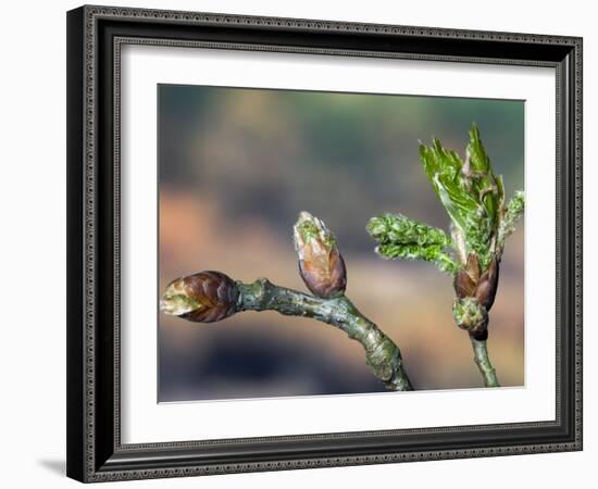 English Oak Tree Buds and New Leaves. Belgium-Philippe Clement-Framed Photographic Print