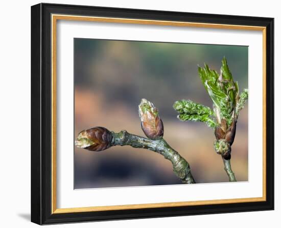 English Oak Tree Buds and New Leaves. Belgium-Philippe Clement-Framed Photographic Print