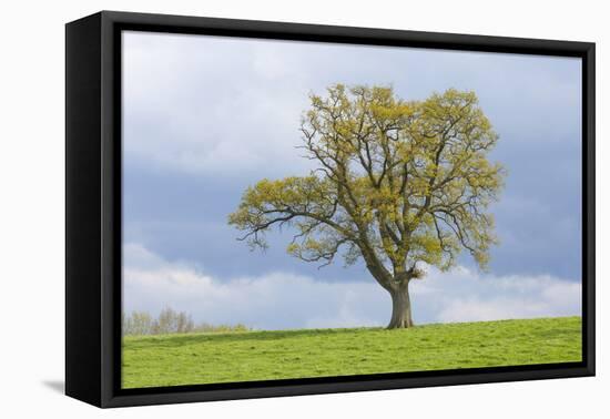 English oak tree in field, Gloucestershire, UK-Chris Mattison-Framed Premier Image Canvas