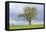 English oak tree in field, Gloucestershire, UK-Chris Mattison-Framed Premier Image Canvas