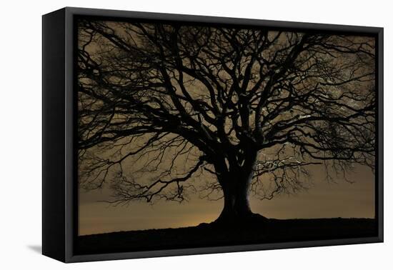 English Oak Tree (Quercus Robur) in Moonlight, Nauroth, Germany, February-Solvin Zankl-Framed Premier Image Canvas