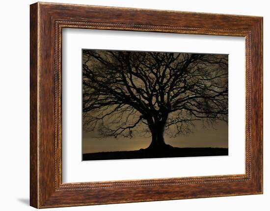 English Oak Tree (Quercus Robur) in Moonlight, Nauroth, Germany, February-Solvin Zankl-Framed Photographic Print