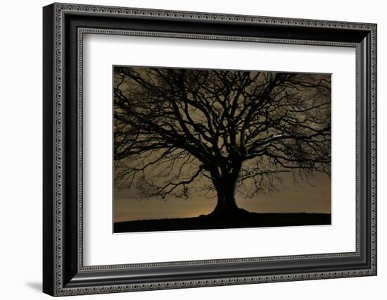 English Oak Tree (Quercus Robur) in Moonlight, Nauroth, Germany, February-Solvin Zankl-Framed Photographic Print