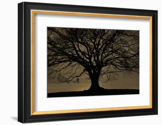 English Oak Tree (Quercus Robur) in Moonlight, Nauroth, Germany, February-Solvin Zankl-Framed Photographic Print