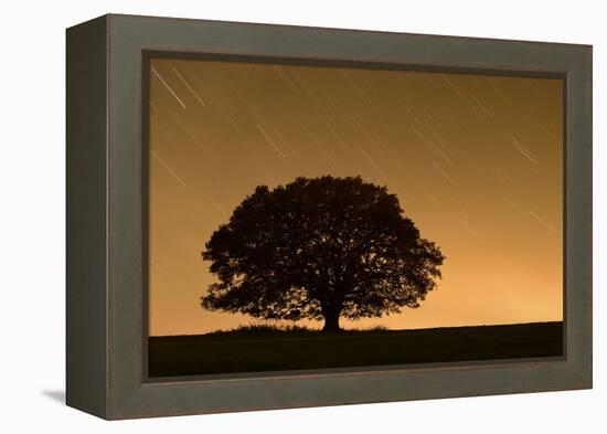 English Oak Tree (Quercus Robur) Silhouetted Against Orange Sky with Star Trails-Solvin Zankl-Framed Premier Image Canvas