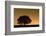 English Oak Tree (Quercus Robur) Silhouetted Against Orange Sky with Star Trails-Solvin Zankl-Framed Photographic Print