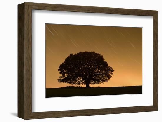 English Oak Tree (Quercus Robur) Silhouetted Against Orange Sky with Star Trails-Solvin Zankl-Framed Photographic Print