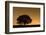 English Oak Tree (Quercus Robur) Silhouetted Against Orange Sky with Star Trails-Solvin Zankl-Framed Photographic Print