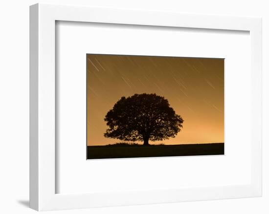 English Oak Tree (Quercus Robur) Silhouetted Against Orange Sky with Star Trails-Solvin Zankl-Framed Photographic Print