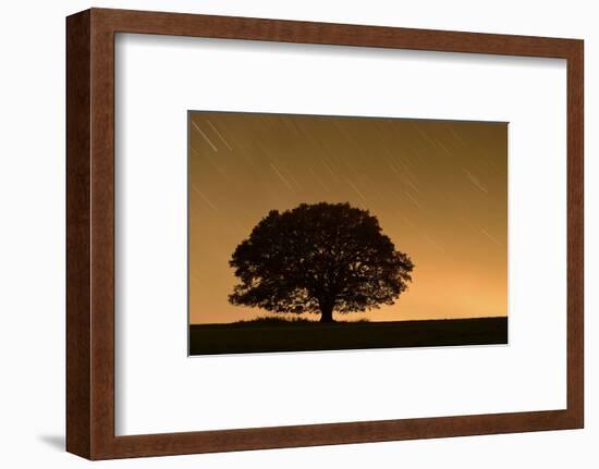 English Oak Tree (Quercus Robur) Silhouetted Against Orange Sky with Star Trails-Solvin Zankl-Framed Photographic Print